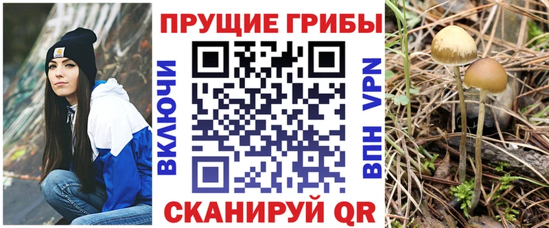 Купить закладки  Новомичуринск  Псилоцибиновые грибы GOLDEN TEACHER 